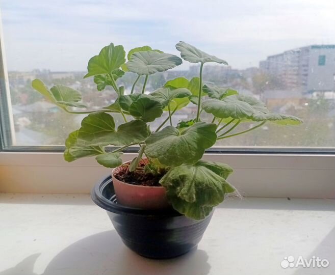 Пеларгония герань