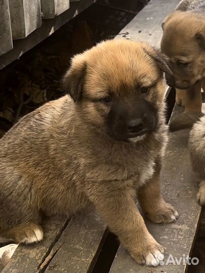 Щенки в добрые руки