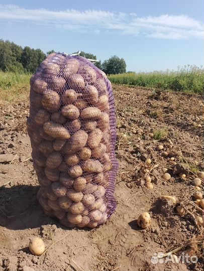 Картофель Гала