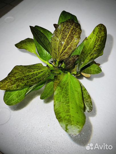 Эхинодорусы