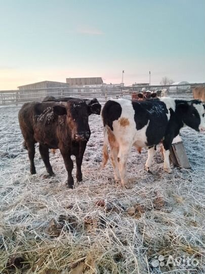 Коровы и быки