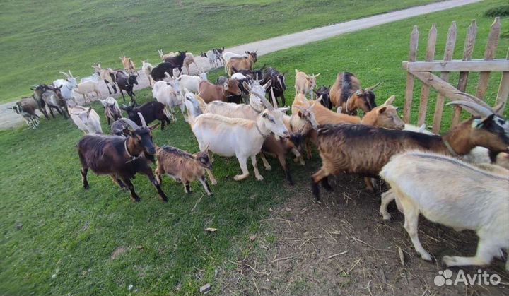 Козы, козлята, козлы