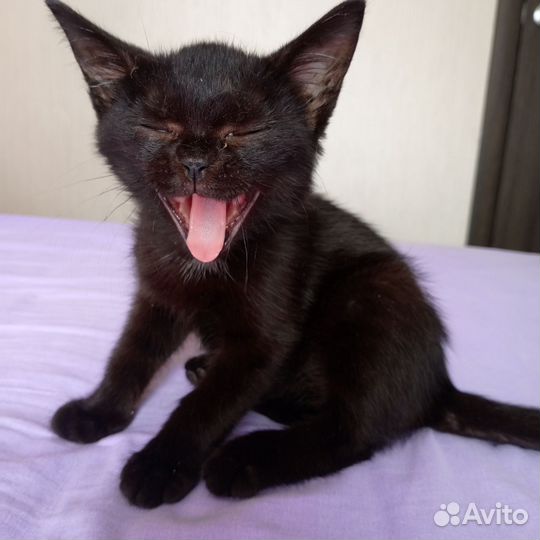 Кошечка Ася