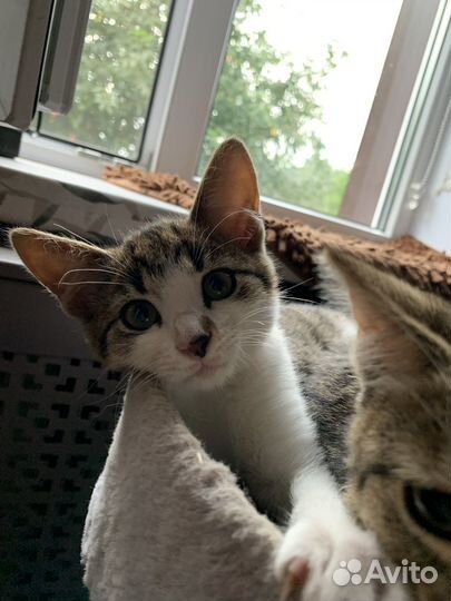 Кошка в дар бесплатно