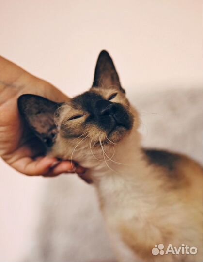 Котоняня/зооняня