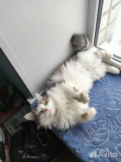 Котик в добрые руки