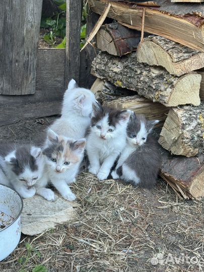 Котодетки