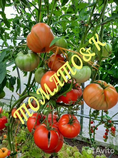 Семена коллекционных томатов