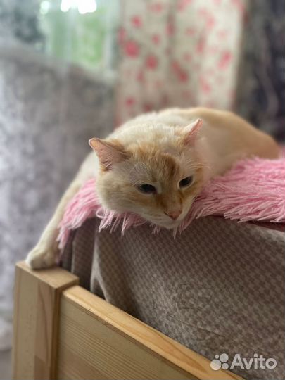 Кот в дар