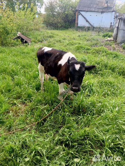 Продаю Телята 8шт.Коровы дойные 4шт