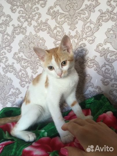 Котенок удача