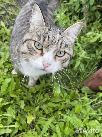 Котик Семен