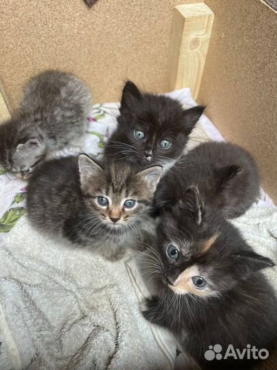 Отдам красивых котят