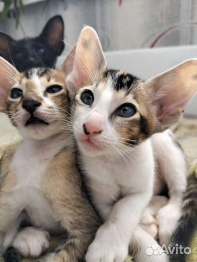 Ориентальная