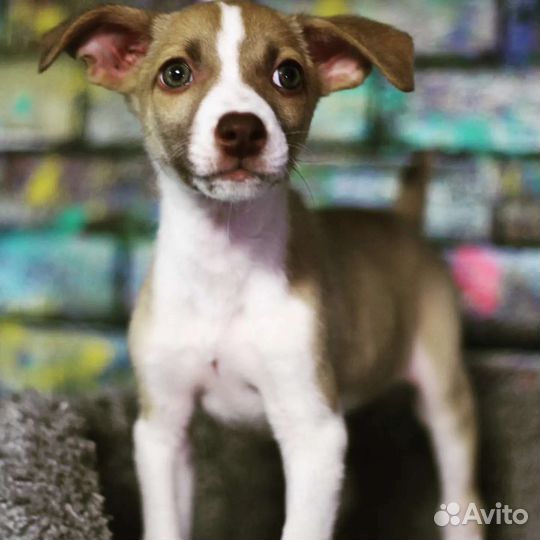 Маленькая собака в добрые руки бесплатно