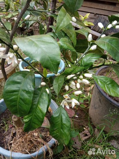 Цитрусовые растения