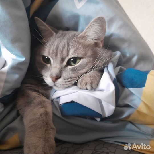 Отдаю котика