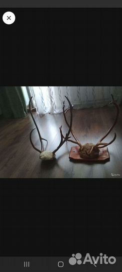 Продам рога лося