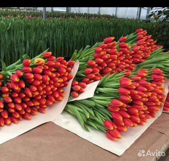 Тюльпаны к 8 марта