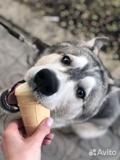 Сибирский хаски вязка