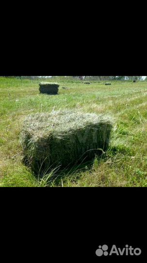 Сено в тюках