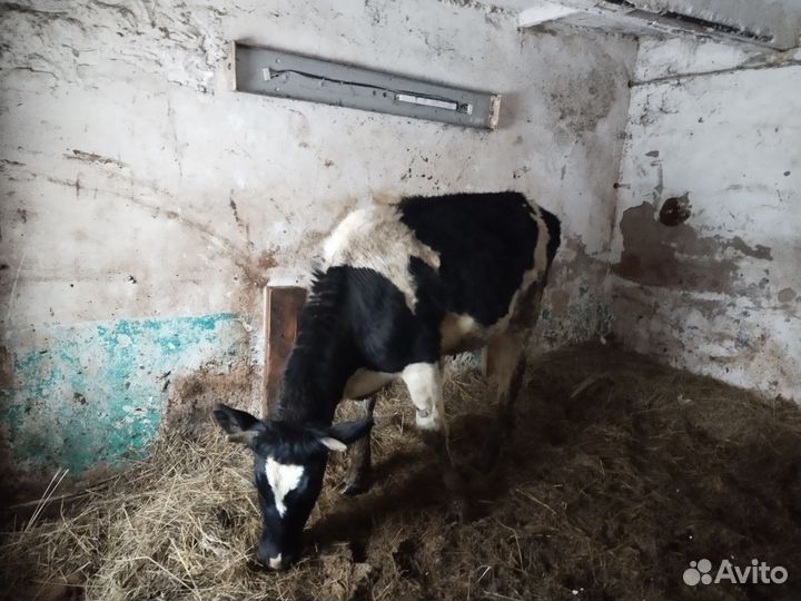 Тёлка племенная Айширская 1 год