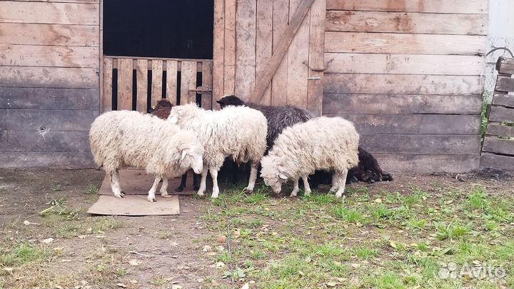 Продам барашков
