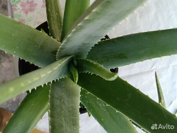 Алоэ вера взрослое растение