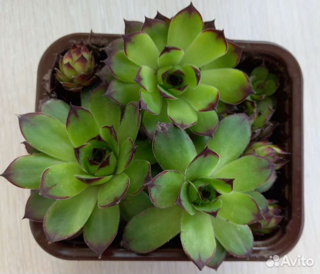 Каменные розы 7 видов