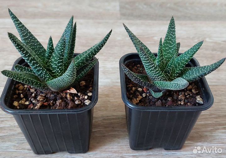 Суккуленты Хавортия