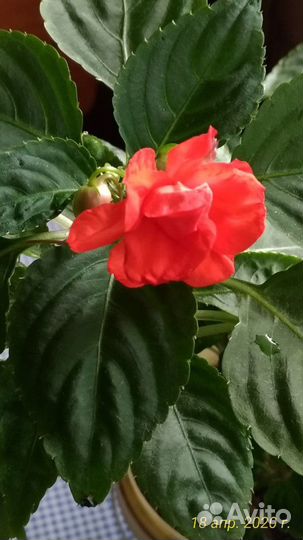 Бальзамин. Колеус. Автополив