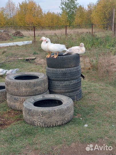 Инкубационное яйцо индийский бегунок и мускусной