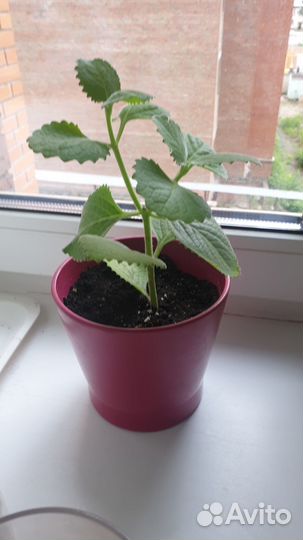 Комнатная мята (Плектранус)