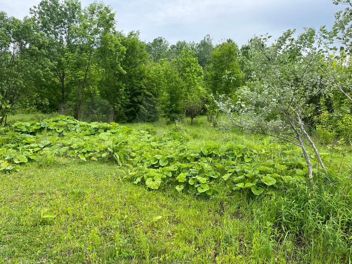 Участок 6 сот. (ИЖС)