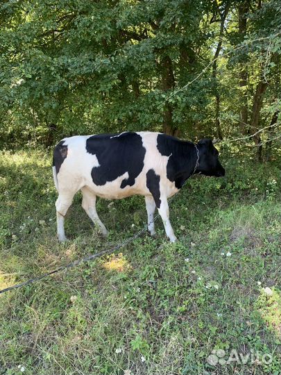 Телка 1.5 года