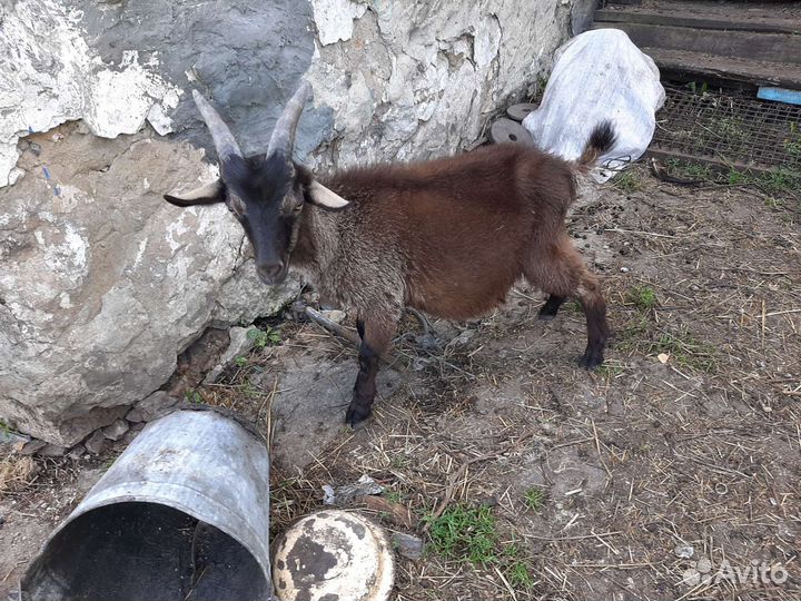 Козел ламанча