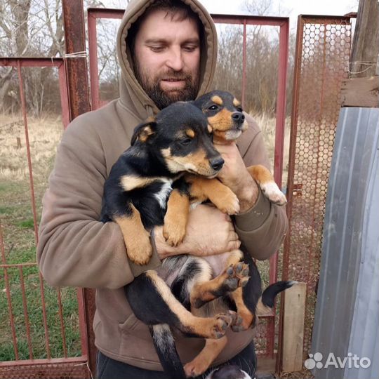 Собака щенок в добрые руки ищет дом