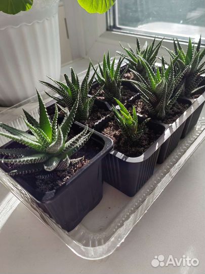 Хавортия полосатая