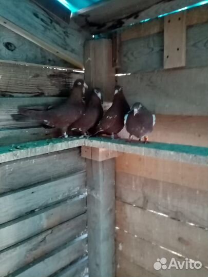 Продам голубей