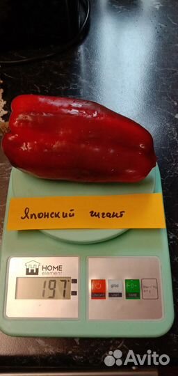 Перец сладкий рассада