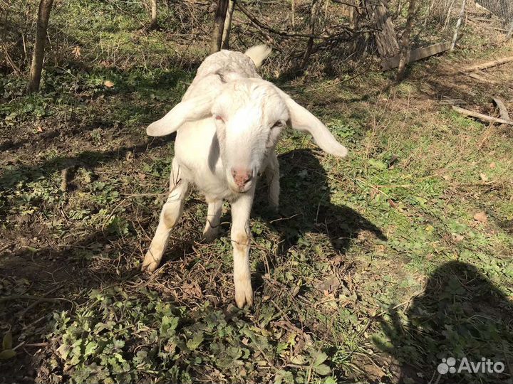 Козы дойные, высокоудойные Камори, Ламанча, нуб