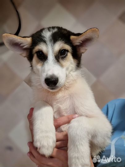 Нежная Мона. Щенок в дар. Приют Некрасовка