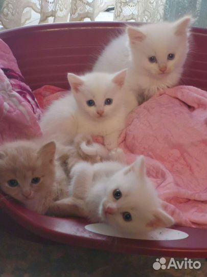 Котята от британского кота