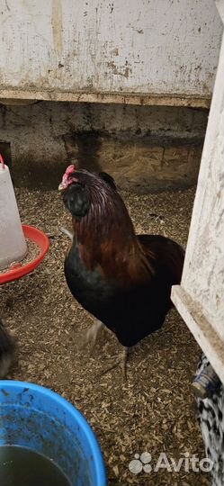 Молодые петухи