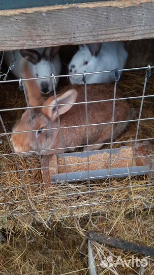 Продам кроликов