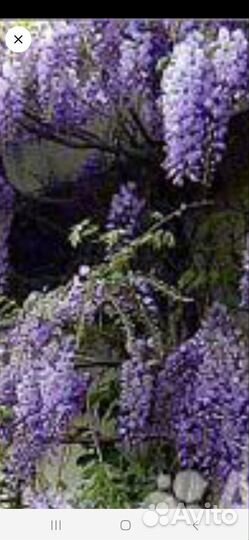 Черенки 11 видов растений декоративных