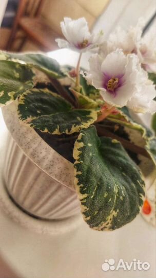 Сортовые фиалки