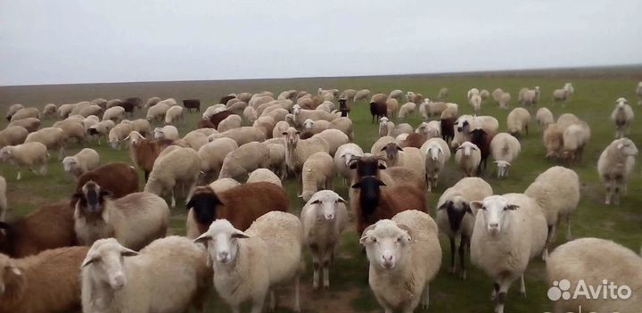 Овцы бараны ягнята