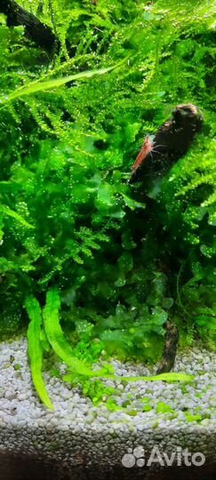 Растения, водоросли и креветки