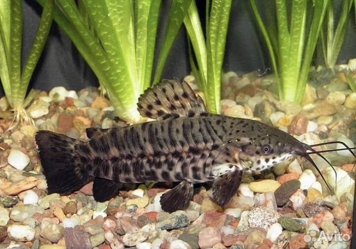 Сомы (таракатум(2шт),поющий(2шт),лабео.)